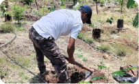 Volunteer digging soil pit for plantation during CSR activity 